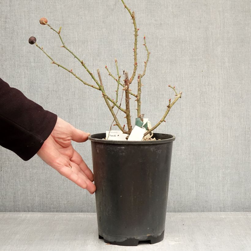 Example of Rosa Pascali Vaso da 4L/5L as you get in hiver