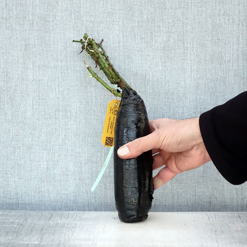 Rosa tappezzante Amber Sun Zolla a radice nuda esemplare consegnato in inverno