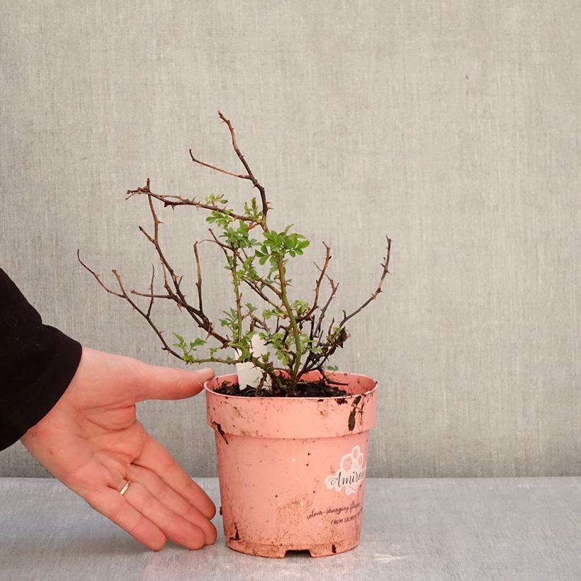 Example of Rosa tappezzante Amirose Vaso da Ø 12 cm / 13 cm as you get in hiver