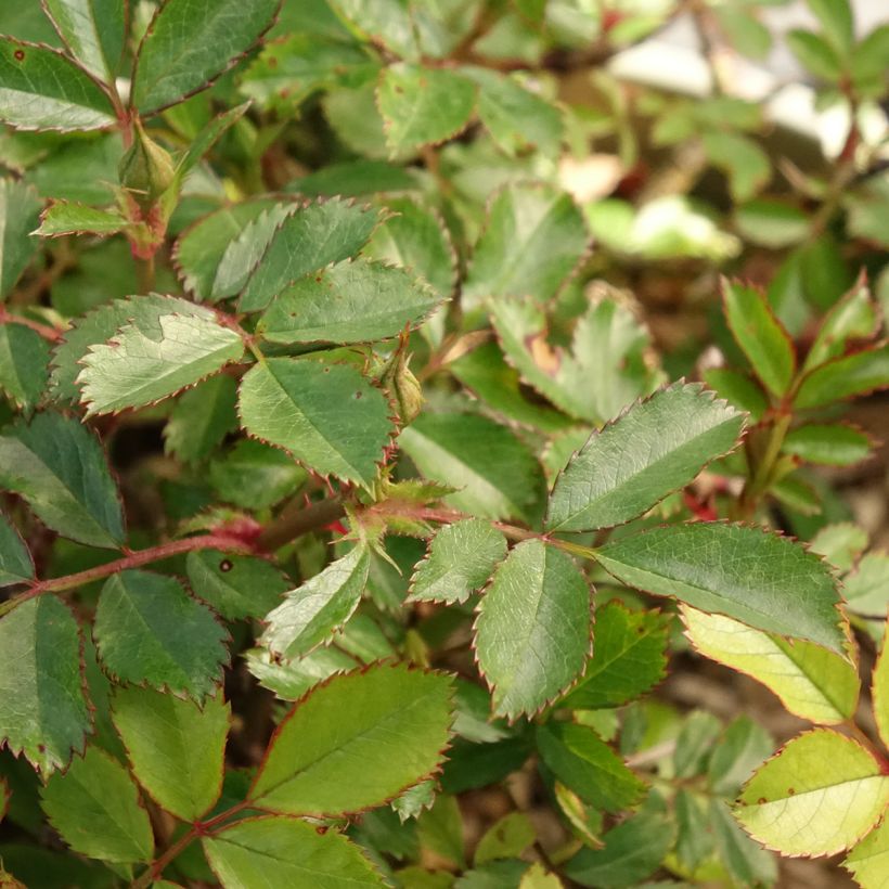 Rosa tappezzante Amirose (Fogliame)