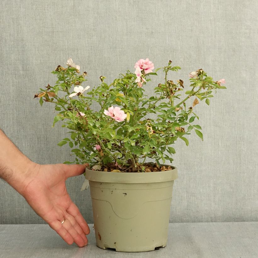 Esemplare di Rosa tappezzante Amirose Vaso da 3L/4L consegnato in estate