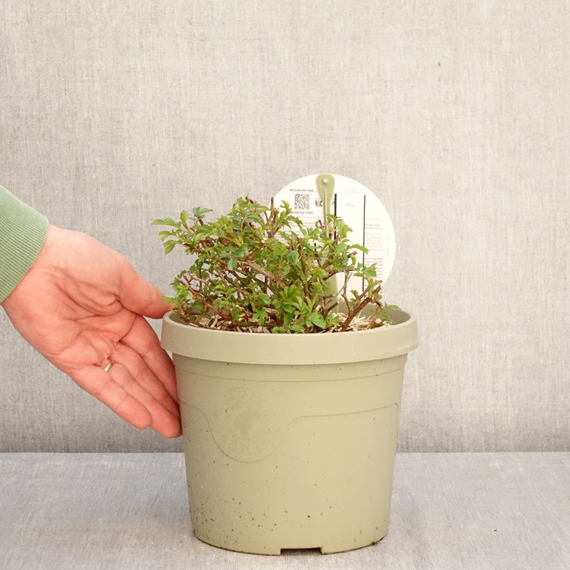 Example of Rosa tappezzante Amirose Vaso da 3L/4L as you get in hiver