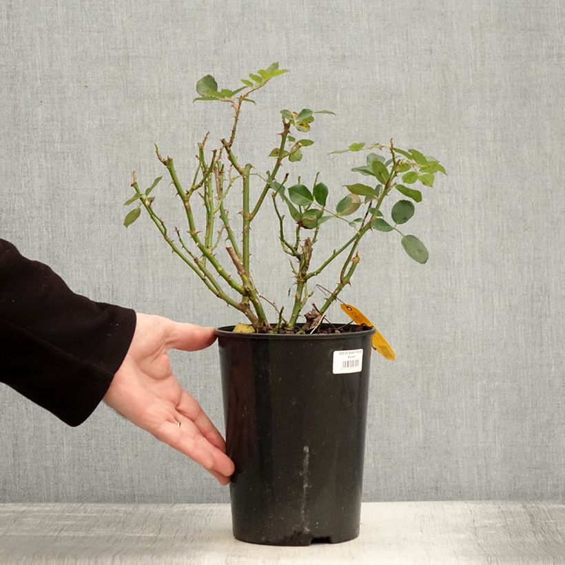 Rosier couvre-sol Black Forest Rose Pot de 4L/5L esemplare consegnato in inverno
