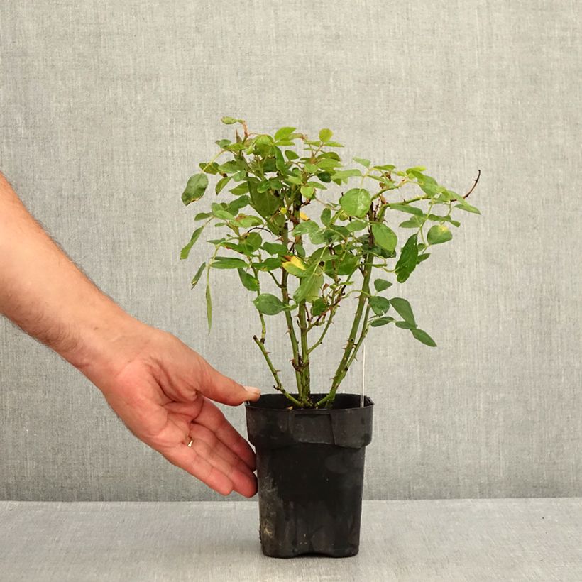 Example of Rosa tappezzante Black Forest Rose Vaso da Ø 10 cm/11 cm as you get in ete