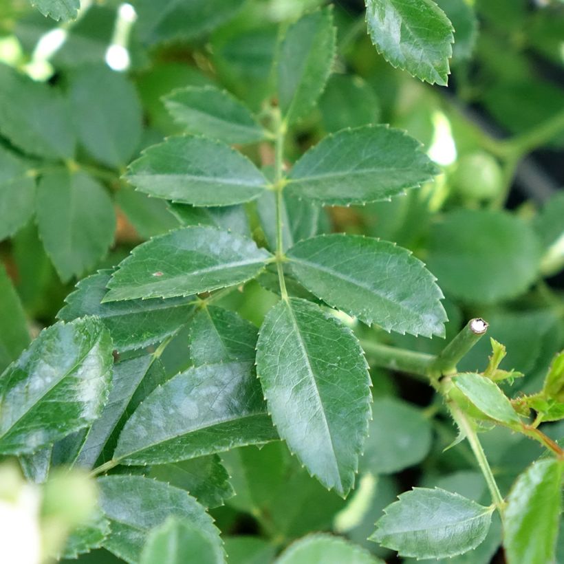 Rosa tappezzante Crystal Fairy (Fogliame)