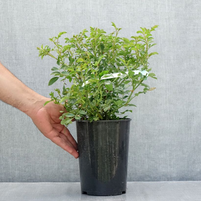 Esemplare di Rosa tappezzante Crystal Fairy Vaso da 4L/5L consegnato in estate