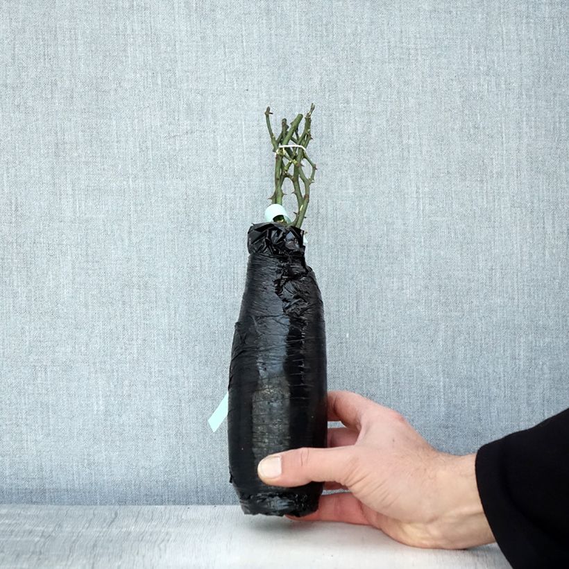 Rosa tappezzante Crystal Fairy Zolla a radice nuda esemplare consegnato in inverno