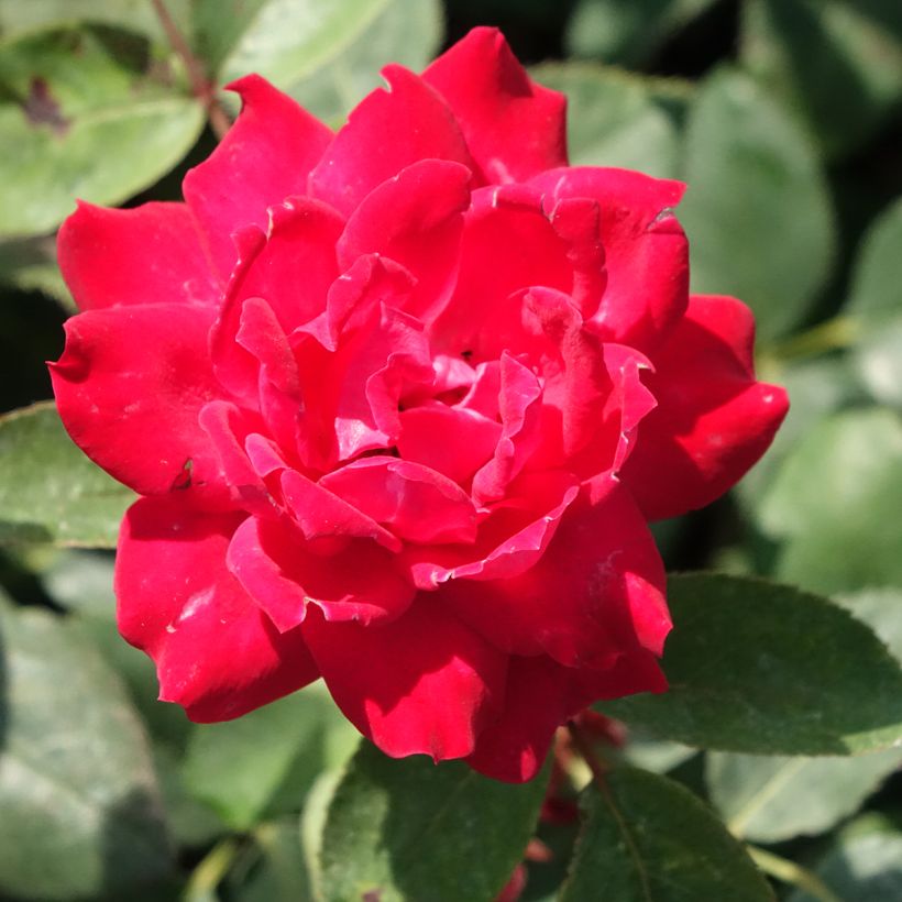 Rosa tappezzante Double Knock Out (Fioritura)