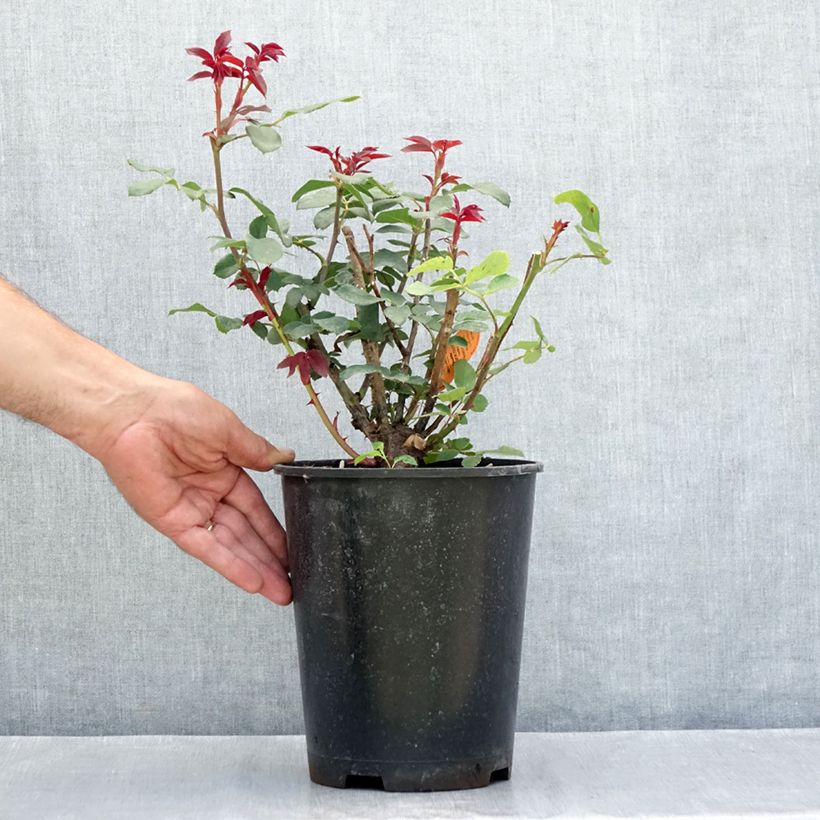 Esemplare di Rosa tappezzante Double Knock Out Vaso da 4L/5L consegnato in estate