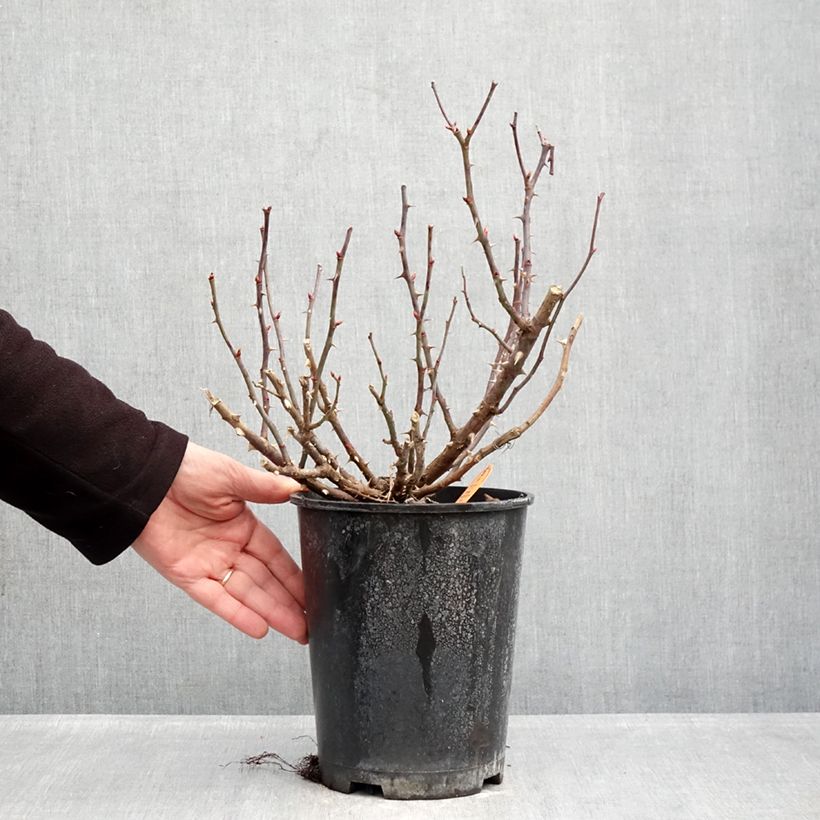 Rosa tappezzante Double Knock Out Vaso da 4L/5L esemplare consegnato in inverno