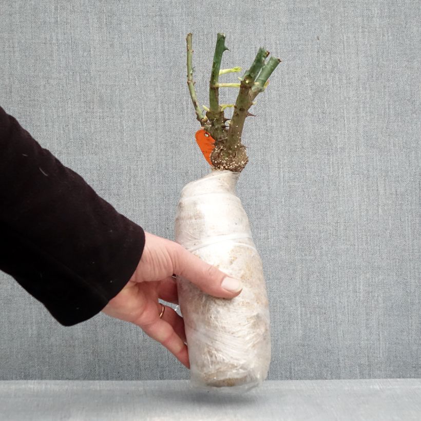 Rosa tappezzante Double Knock Out Zolla a radice nuda esemplare consegnato in inverno