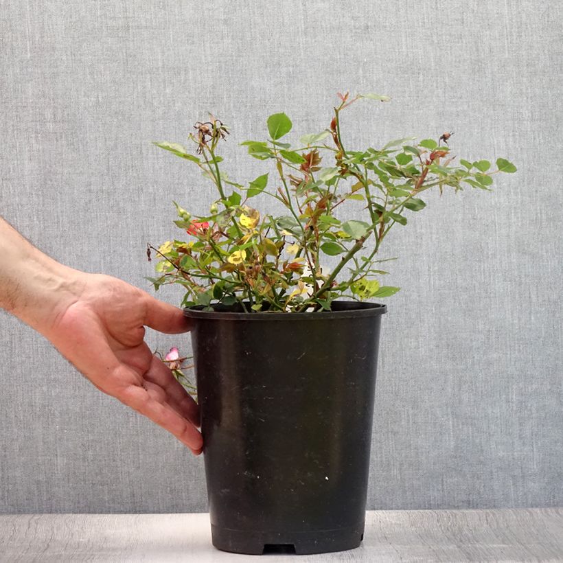 Esemplare di Rosa tappezzante Happy Chappy Vaso da 3L/4L consegnato in estate