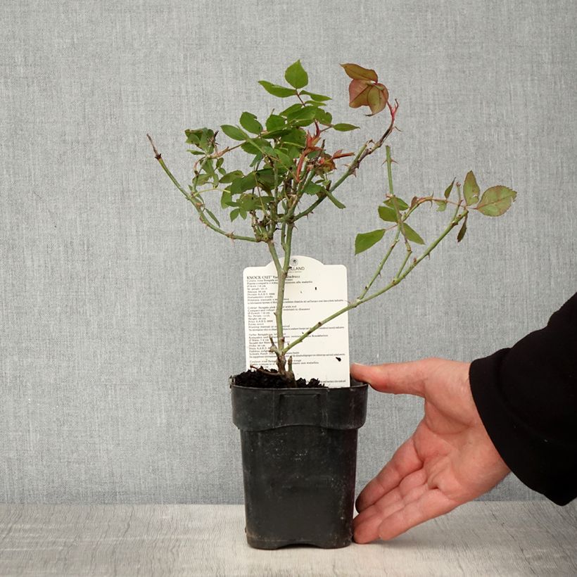 Example of Rosa tappezzante Knock Out Radrazz Vaso da Ø 10 cm/11 cm as you get in printemps