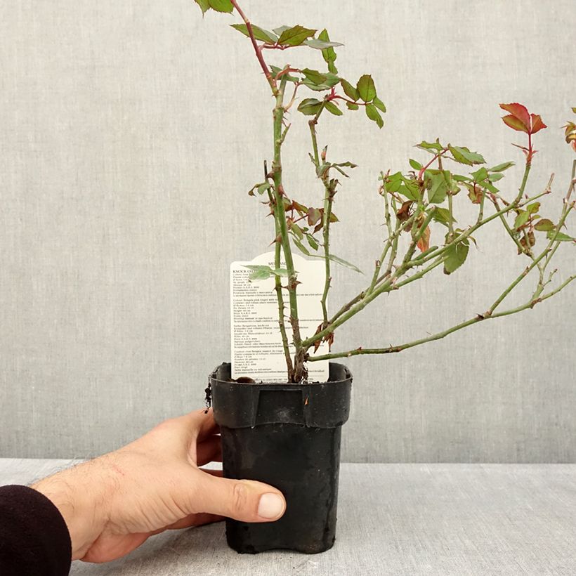 Esemplare di Rosa tappezzante Knock Out Radrazz Vaso da Ø 10 cm/11 cm come consegnato in autunno