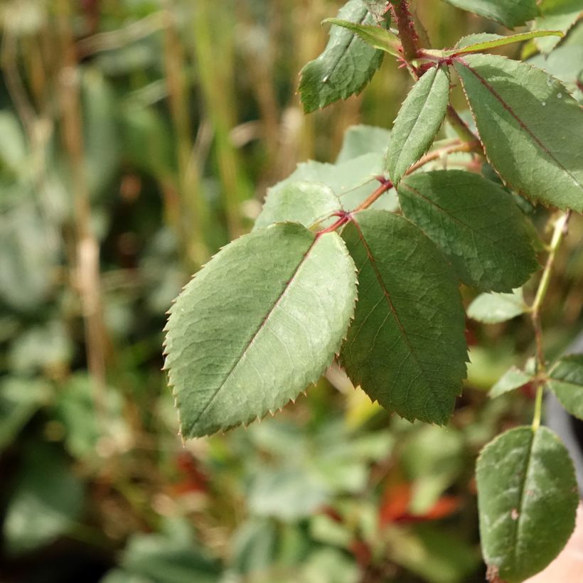 Rosa tappezzante Knock Out Radrazz (Foliage)