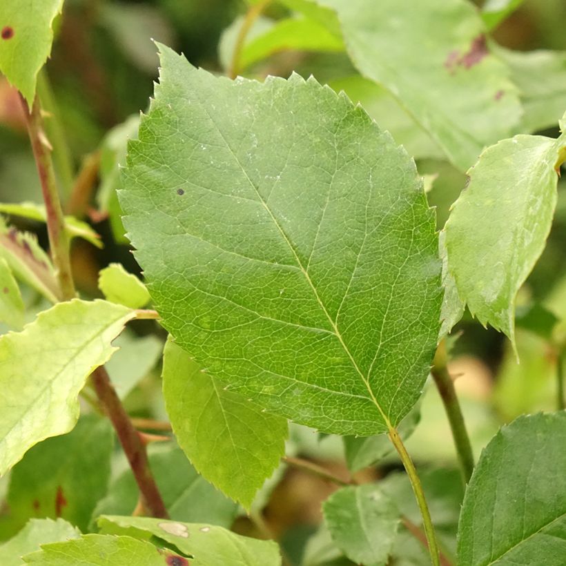 Rosa tappezzante Larissa (Foliage)