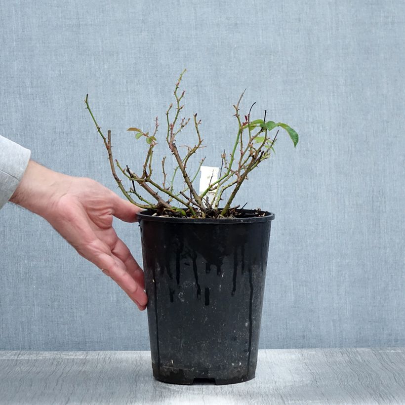 Esemplare di Rosa tappezzante Mainaufeuer Vaso da 4L/5L come consegnato in autunno