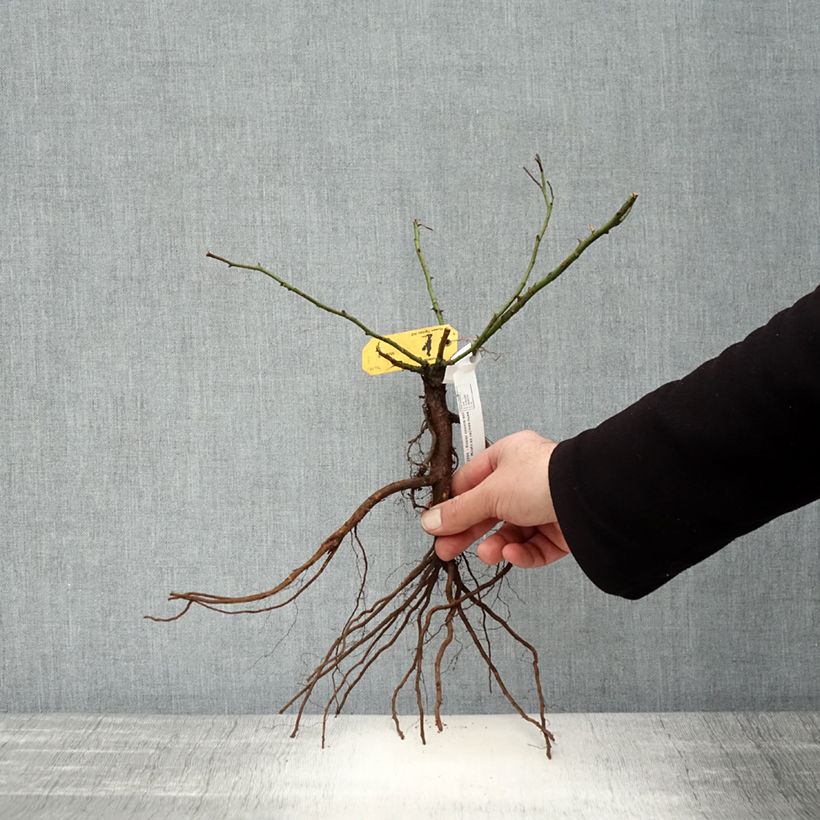 Example of Rosa tappezzante Mirato Piante piccole a radice nuda as you get in hiver