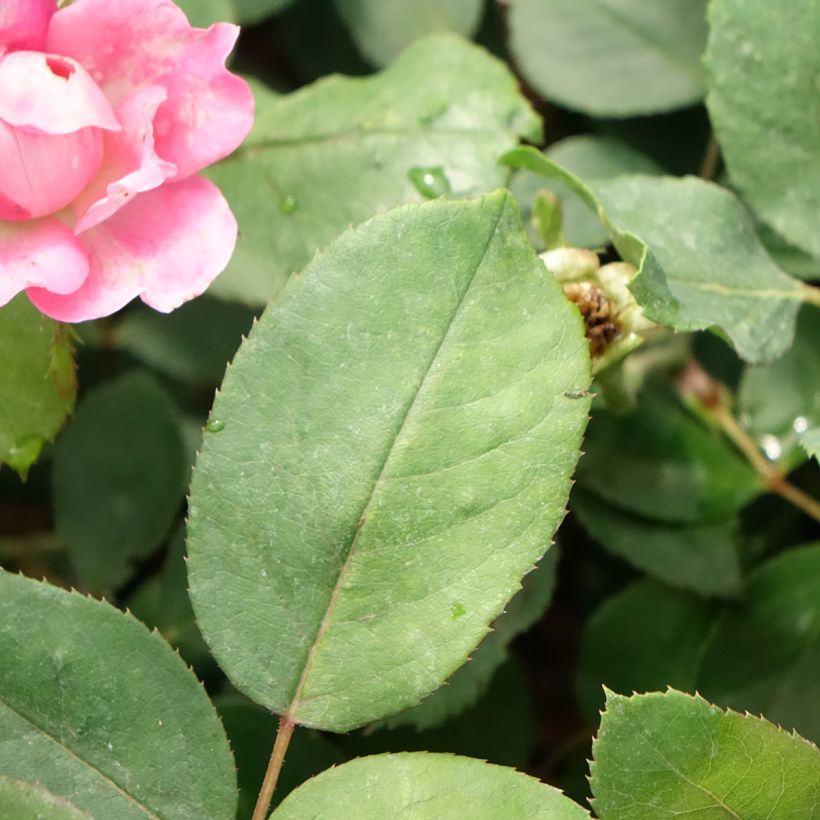 Rosa tappezzante Pink Double Knock Out (Fogliame)