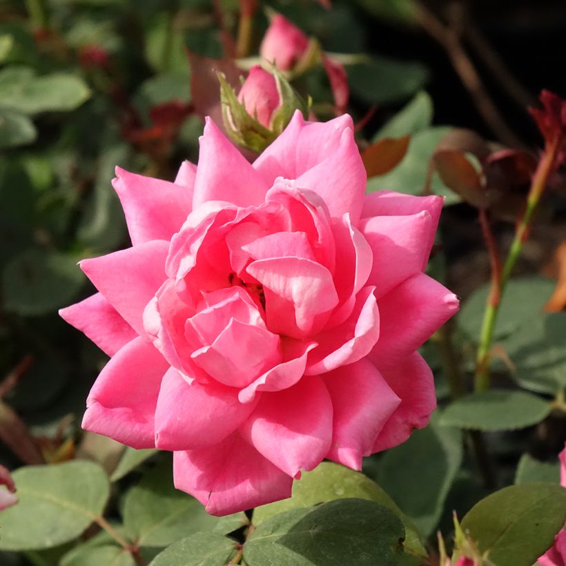 Rosa tappezzante Pink Double Knock Out (Fioritura)