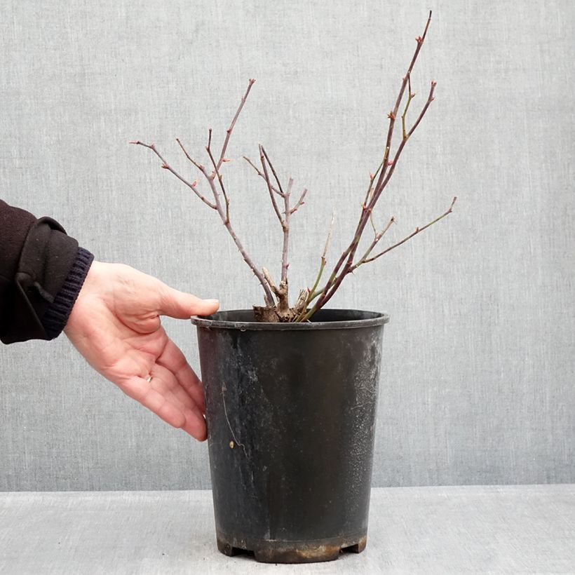 Rosa tappezzante Pink Double Knock Out Vaso da 4L/5L esemplare consegnato in inverno