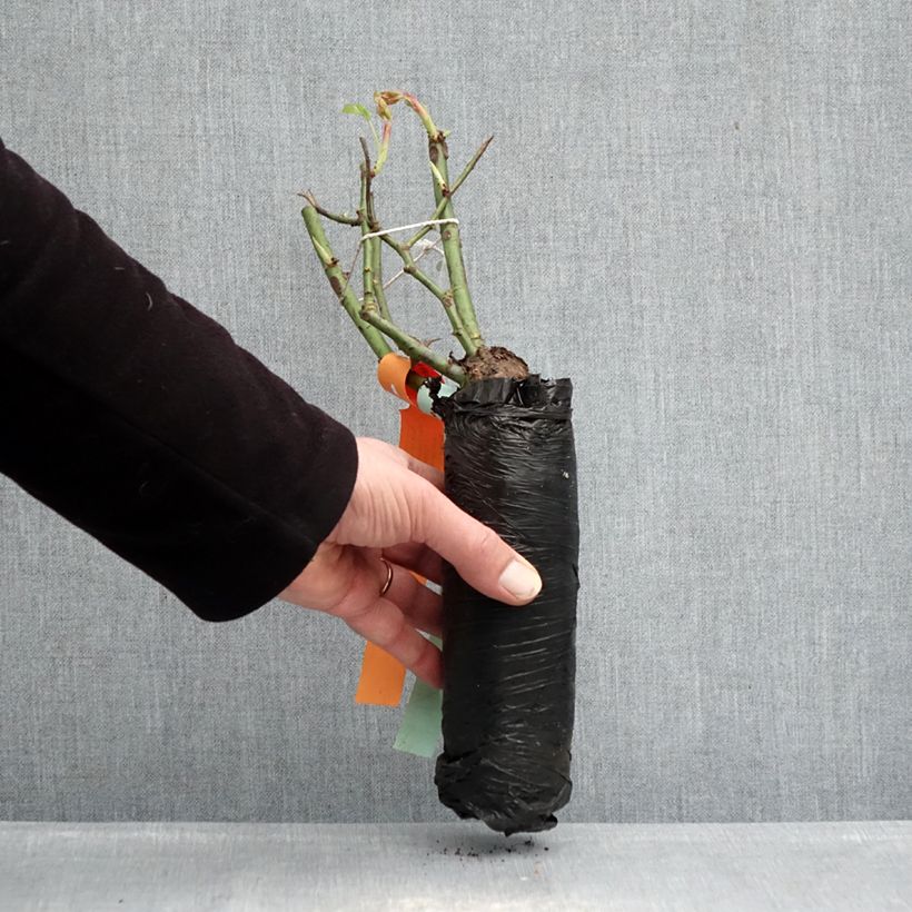 Rosa tappezzante Pink Double Knock Out Zolla a radice nuda esemplare consegnato in inverno