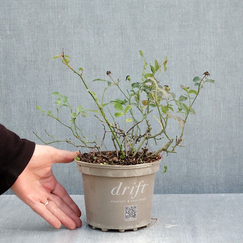 Example of Ravanello Vienna F1 sacchetto di 500 semi circa (5g) as you get in automne