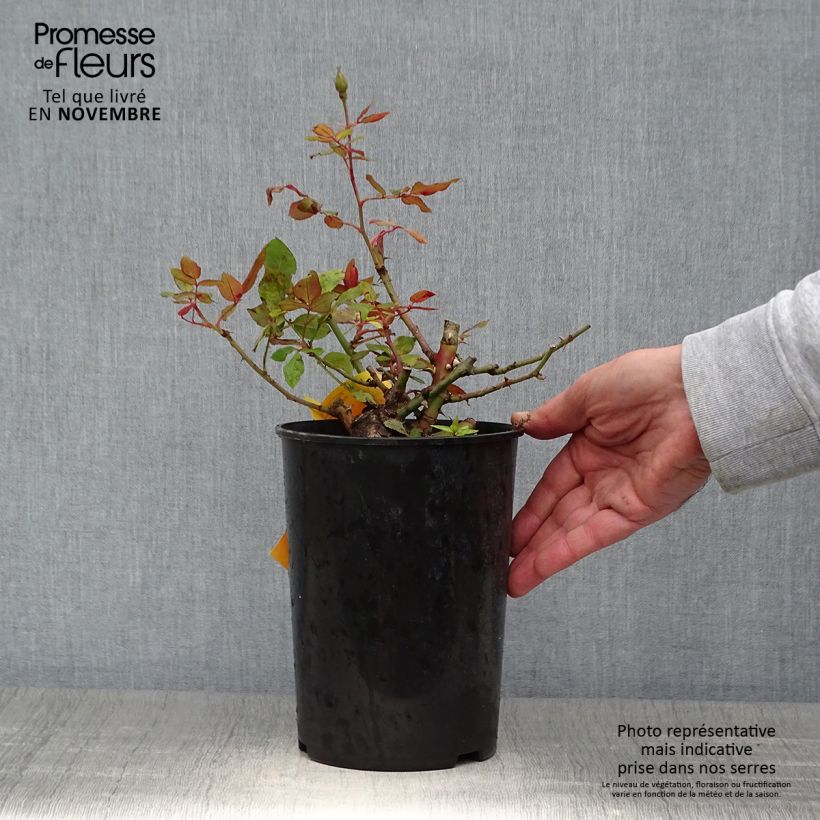 Esemplare di Rosier couvre-sol Pink Knock Out (Rodin) Pot de 3L/4L come consegnato in autunno
