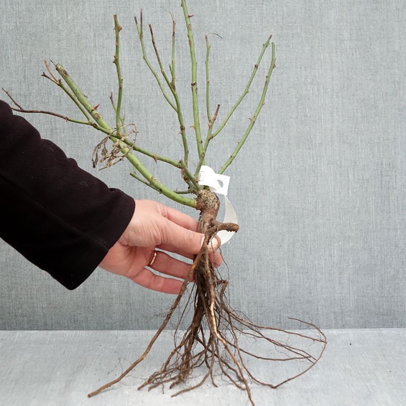 Example of Rosier couvre-sol Pink Knock Out (Rodin) Petites Racines nues as you get in hiver