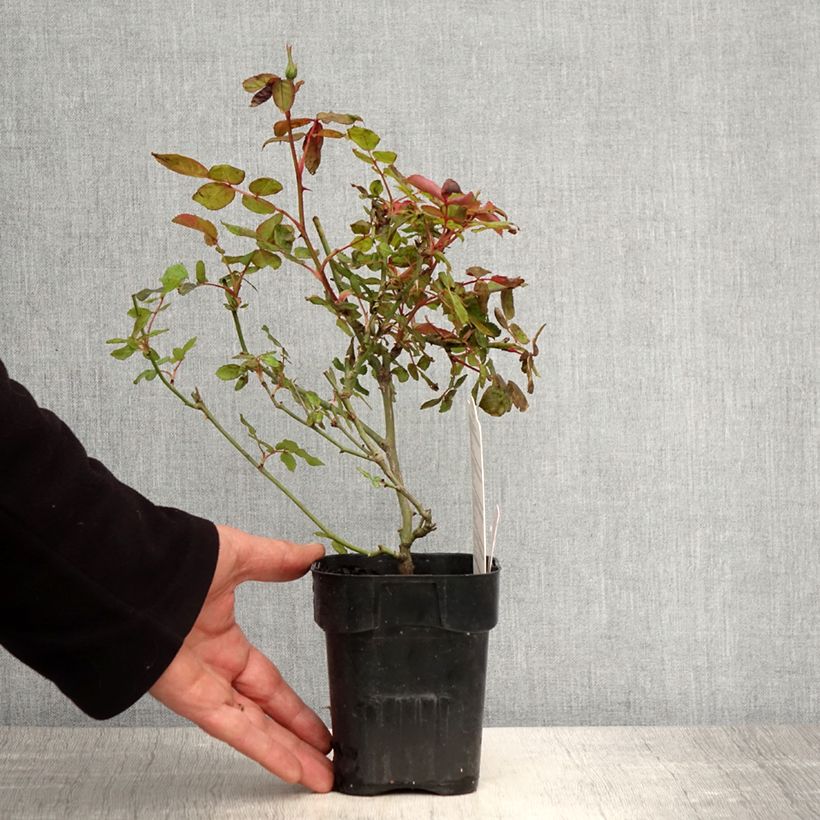 Example of Rosa tappezzante Pink Knock Out Vaso da Ø 10 cm/11 cm as you get in printemps