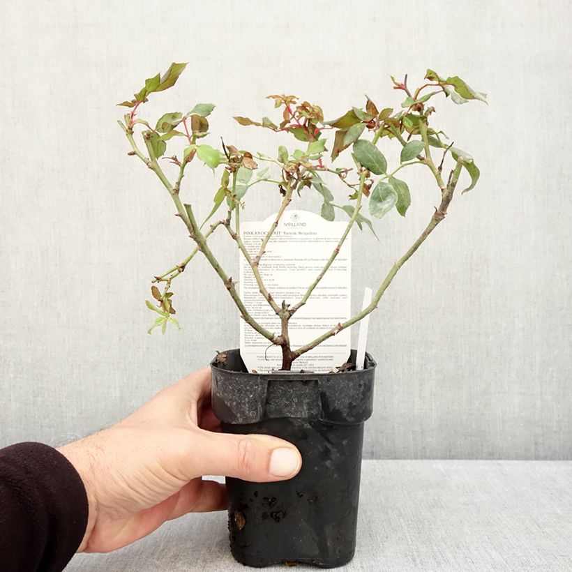 Esemplare di Rosa tappezzante Pink Knock Out Vaso da Ø 10 cm/11 cm come consegnato in autunno