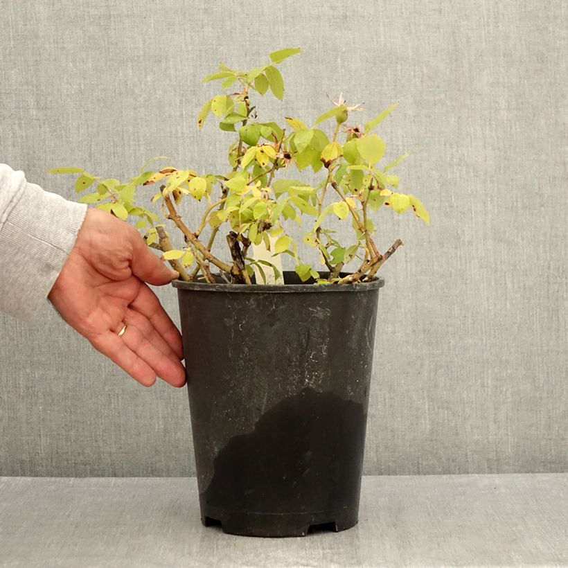 Esemplare di Rosier couvre-sol Pink Knock Out (Rodin) Pot de 3L/4L consegnato in estate