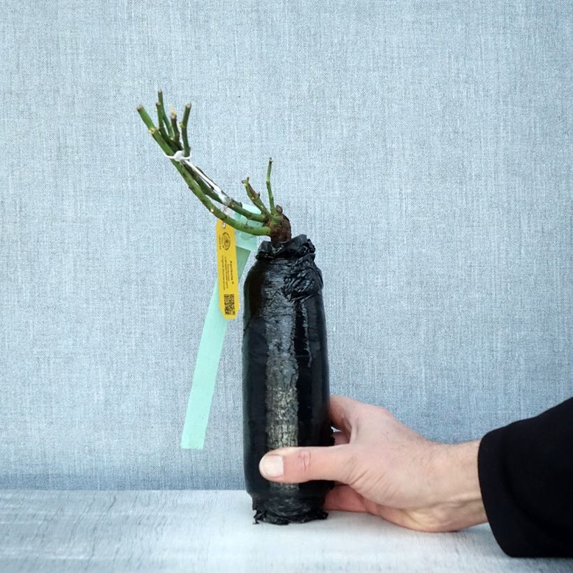 Rosa tappezzante Rigo Aprikola Zolla a radice nuda esemplare consegnato in inverno