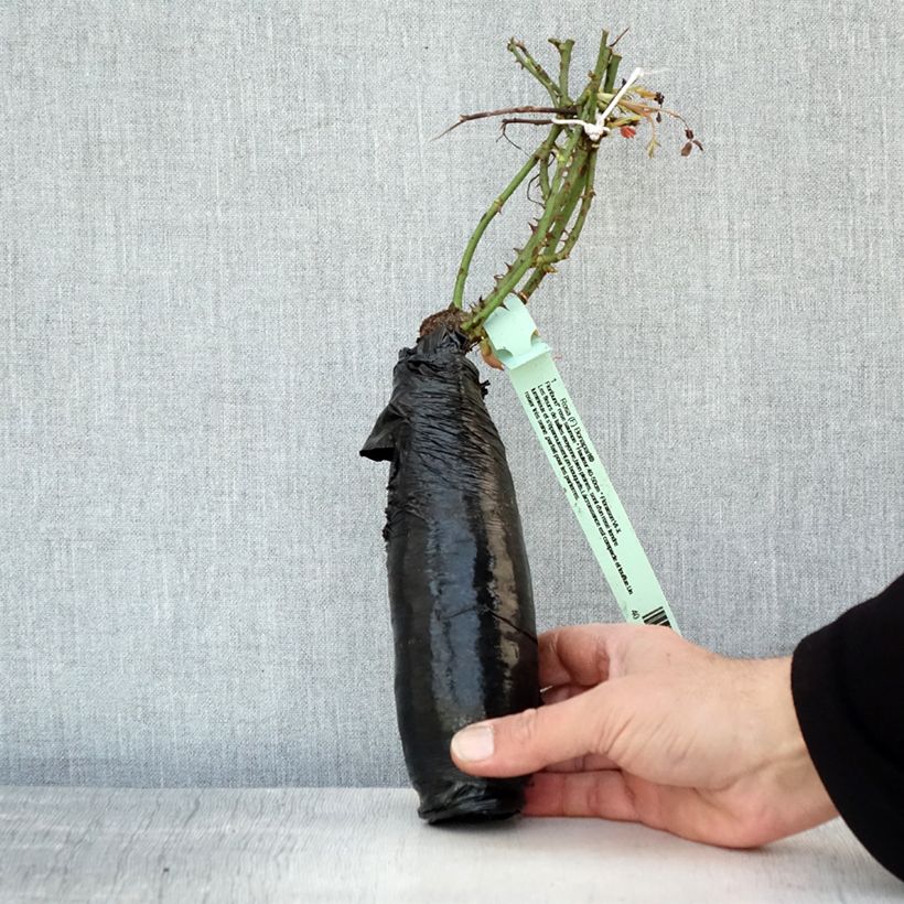 Example of Rosa tappezzante Rigo Bonaparte Zolla a radice nuda as you get in hiver