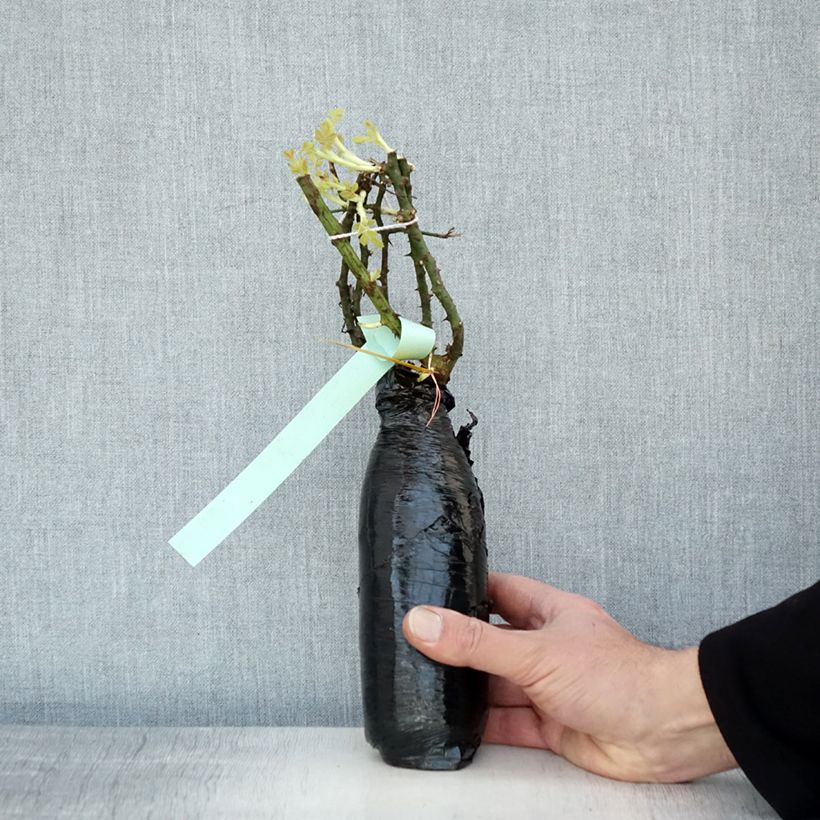 Rosa tappezzante Rigo Diamant Zolla a radice nuda esemplare consegnato in inverno