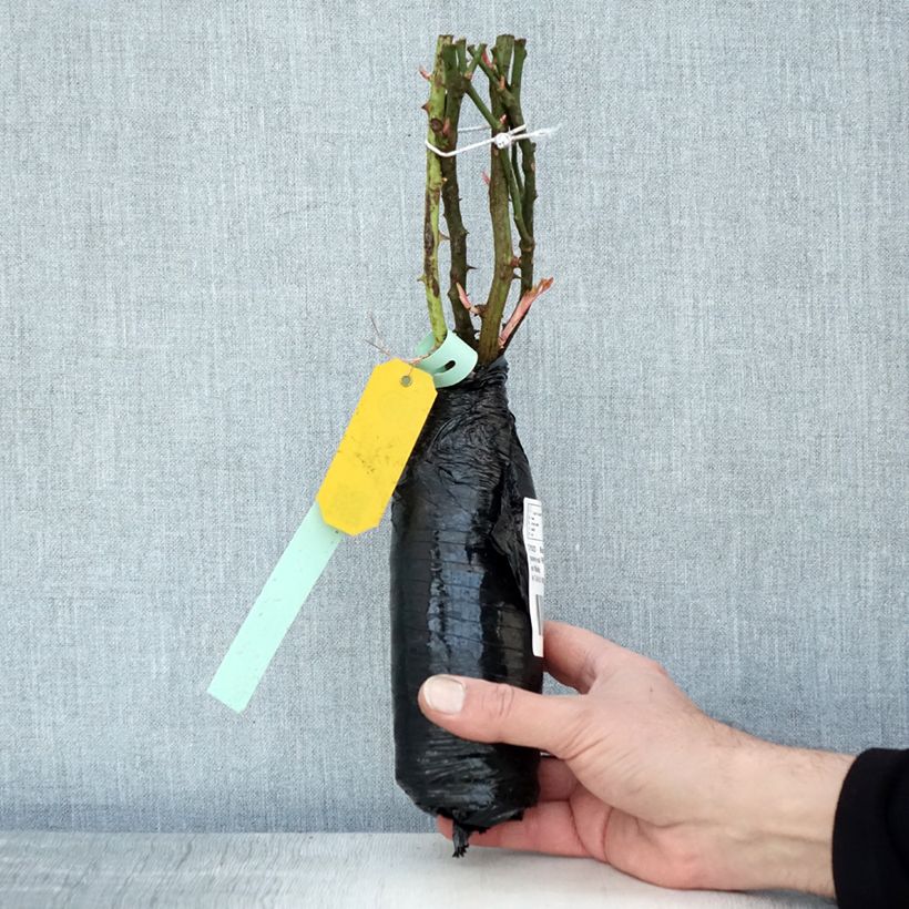 Example of Rosa tappezzante Rigo Néon Zolla a radice nuda as you get in hiver