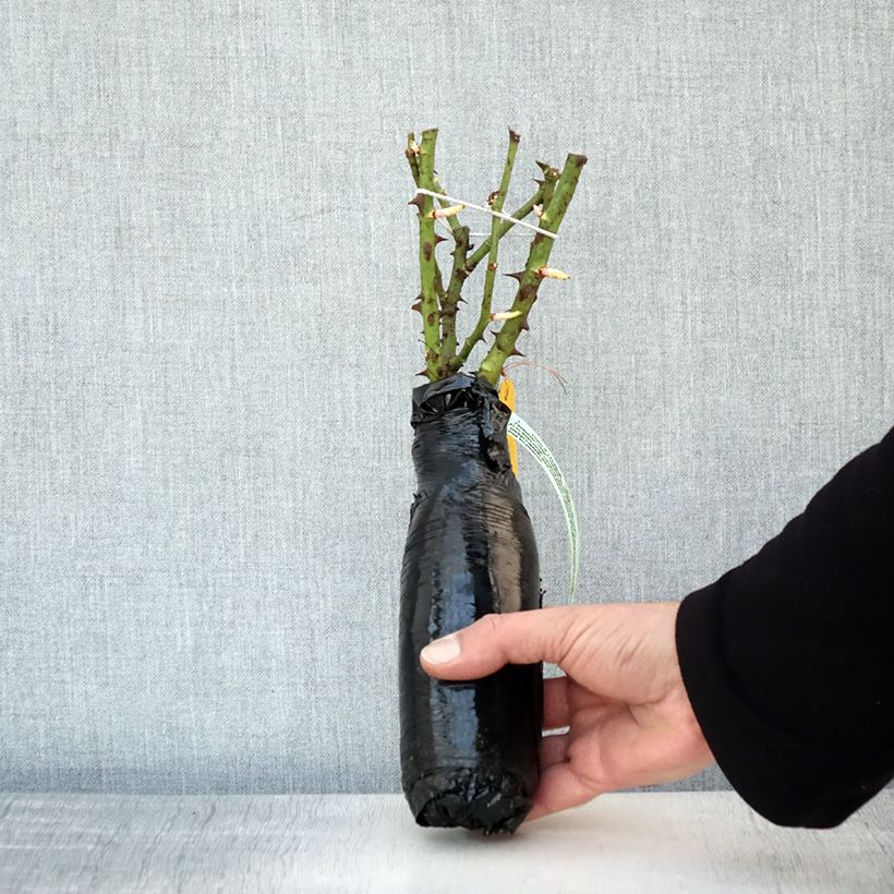 Rosa tappezzante Rigo Rotilia Zolla a radice nuda esemplare consegnato in inverno