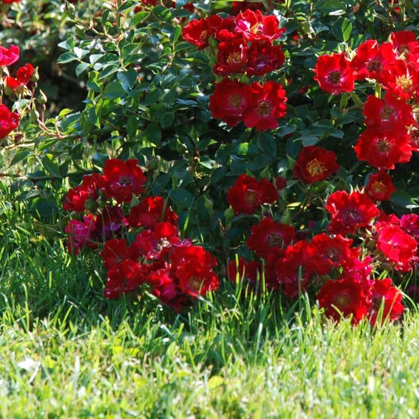 Rosa tappezzante Rouge Cascade (Fioritura)