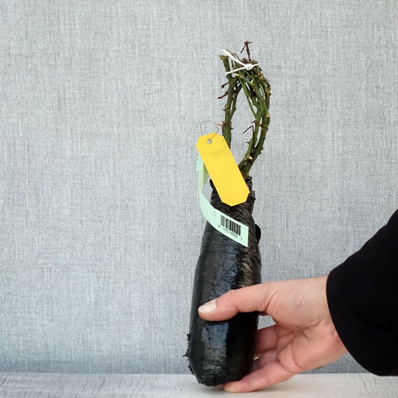 Rosa tappezzante Satina Zolla a radice nuda esemplare consegnato in inverno