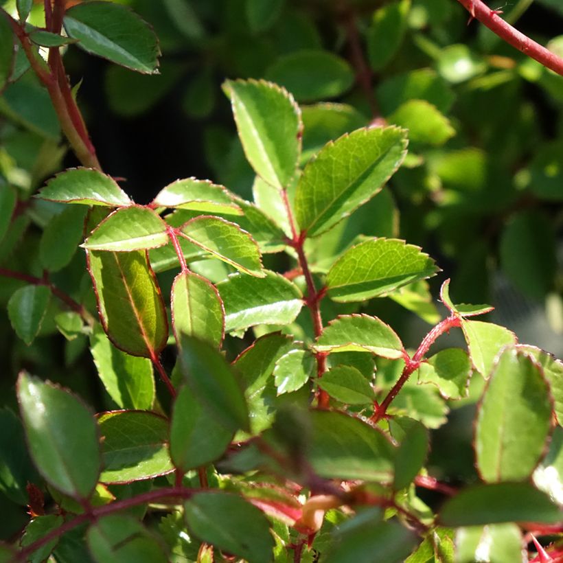 Rosa tappezzante Sea Foam (Fogliame)