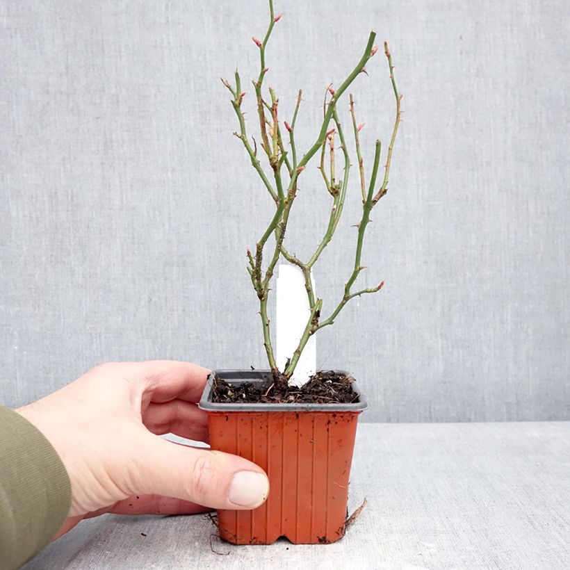 Rosa tappezzante Sea Foam Vasetto da 8/9 cm esemplare consegnato in inverno