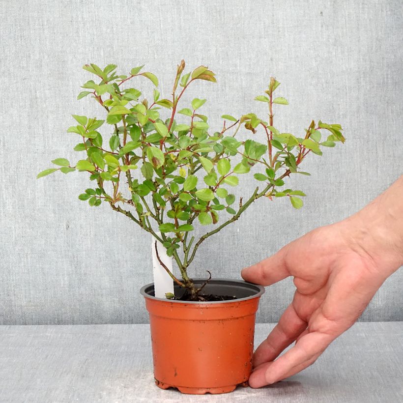 Rosa tappezzante Sea Foam Vasetto da 8/9 cm esemplare consegnato in primavera