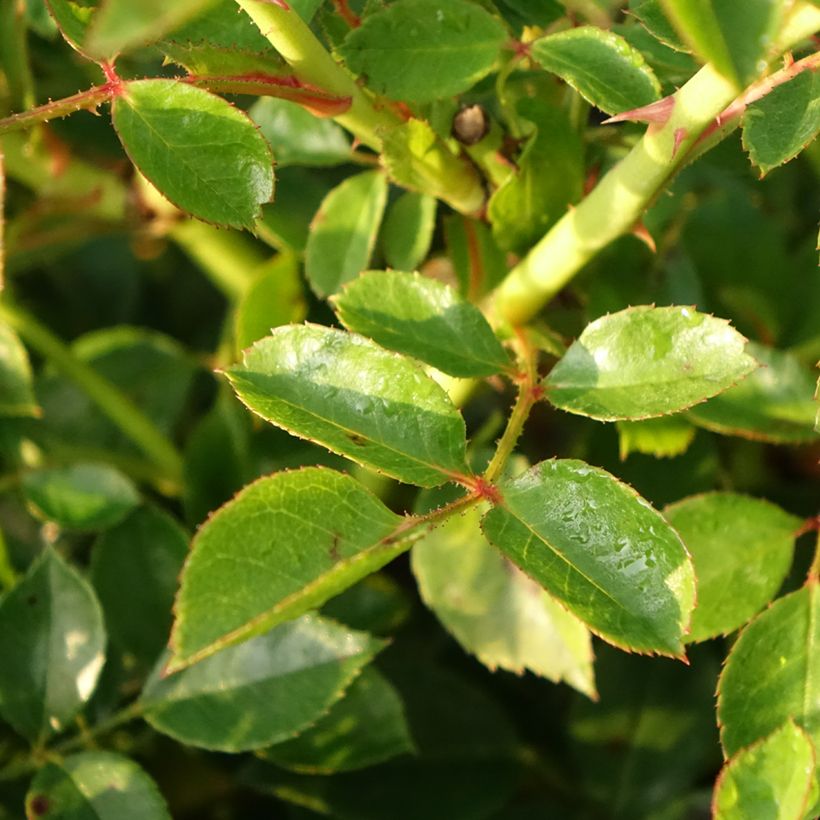 Rosa tappezzante Swany (Foliage)