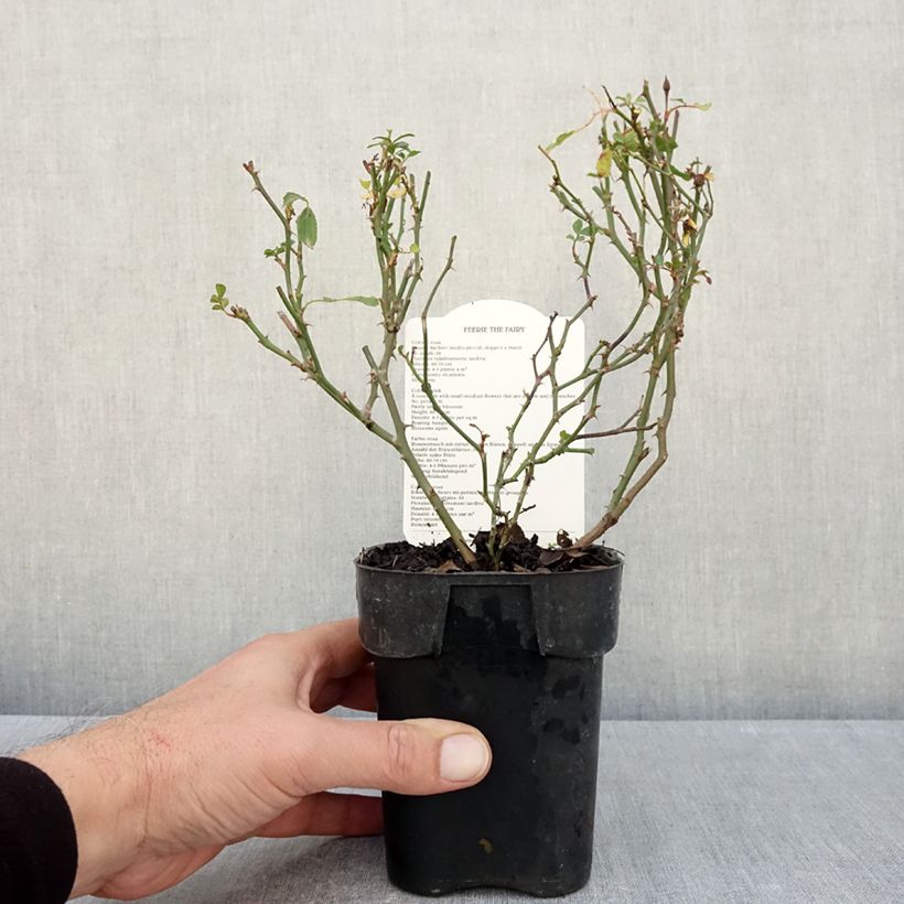 Esemplare di Rosa tappezzante The Fairy Vaso da Ø 10 cm/11 cm come consegnato in autunno