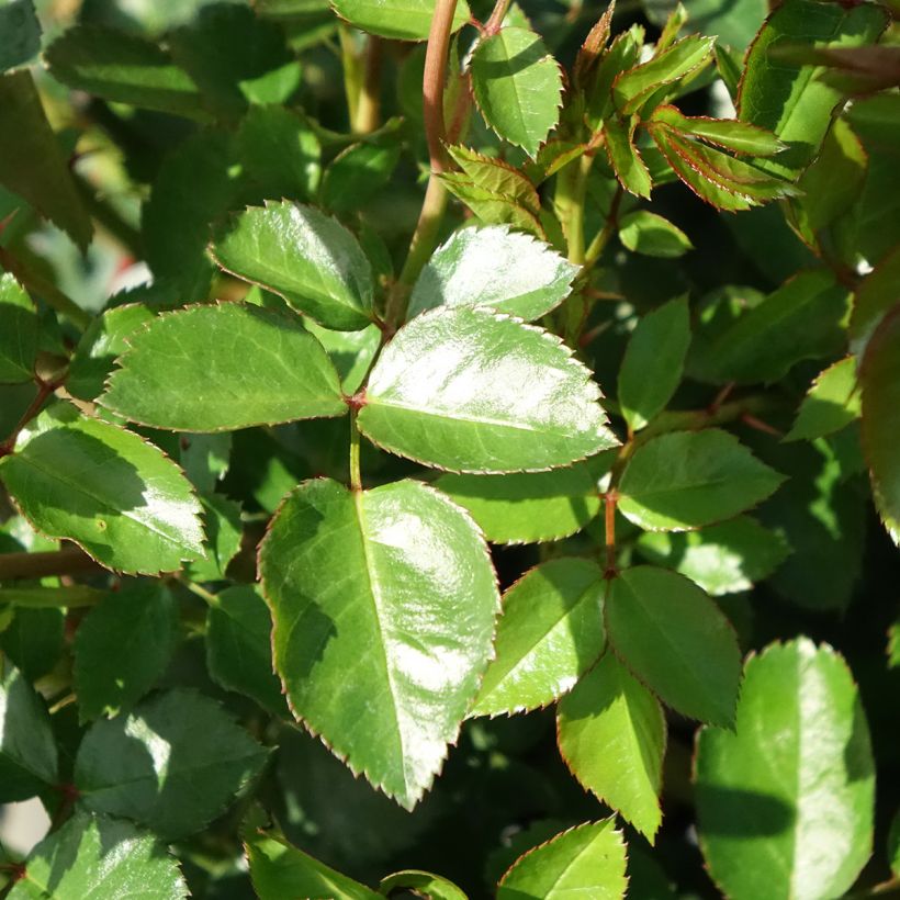 Rosa tappezzante The Faun (Fogliame)