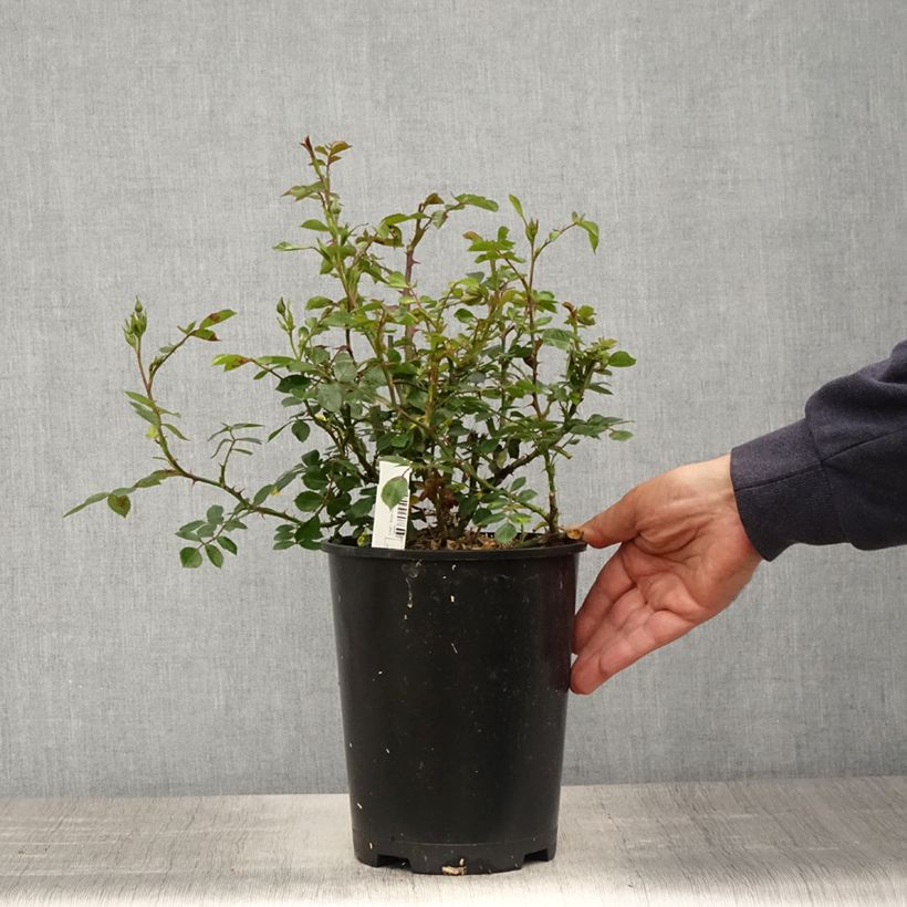 Example of Rosa tappezzante Topolina Vaso da 3L/4L as you get in printemps