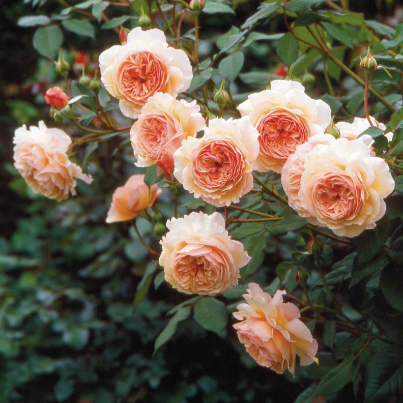Rosa A Shropshire Lad (Fioritura)