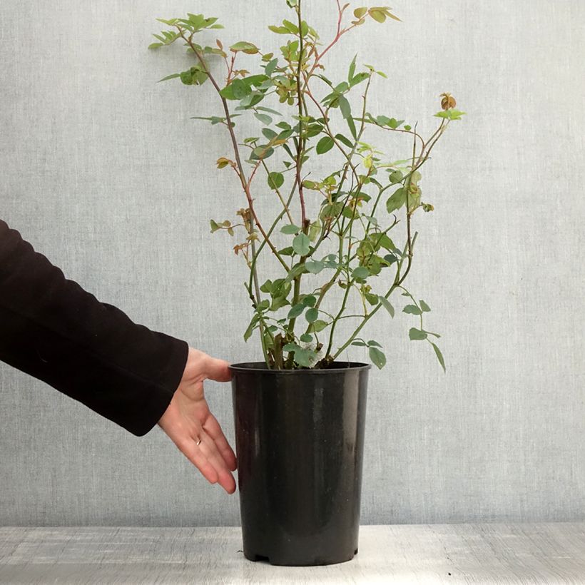 Esemplare di Rosa Bathsheba Vaso da 4L/5L come consegnato in autunno