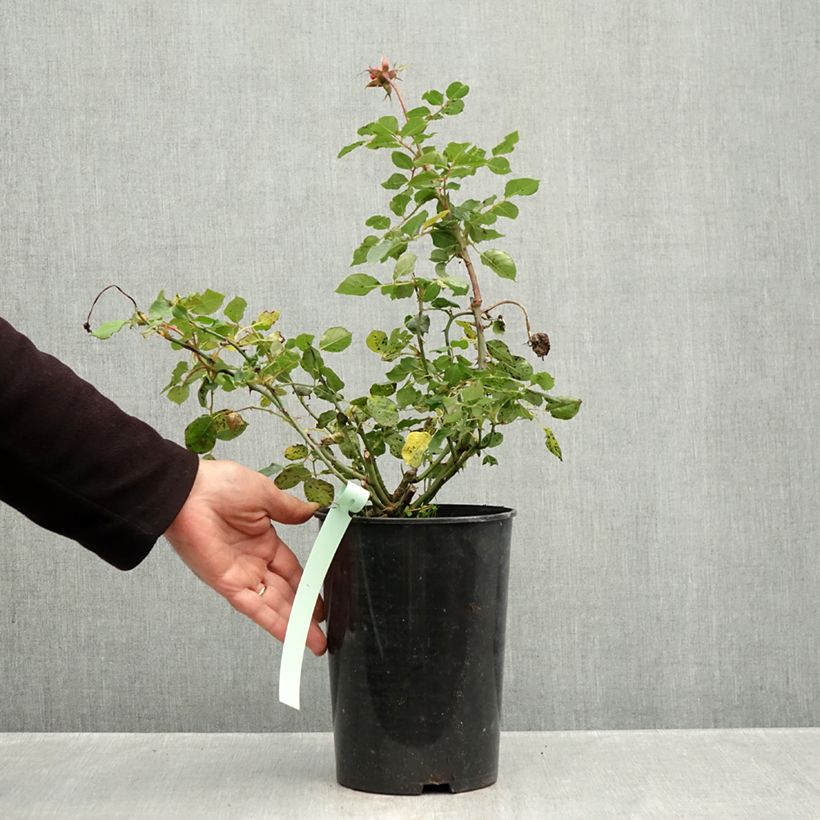 Esemplare di Rosa Boscobel Vaso da 4L/5L come consegnato in autunno