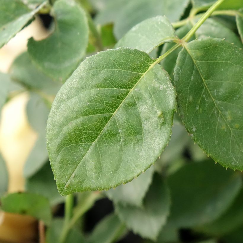 Rosa Bring Me Sunshine (Foliage)